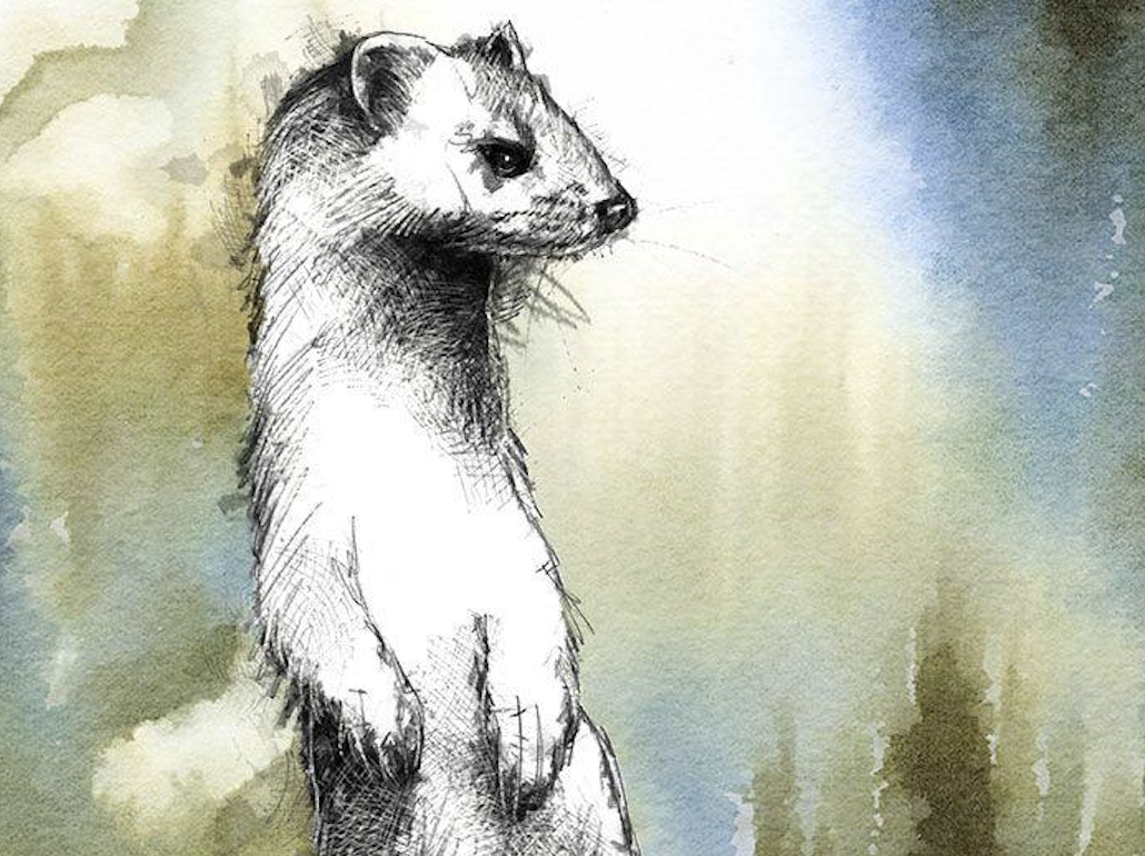 Ermine Sean Briggs cover