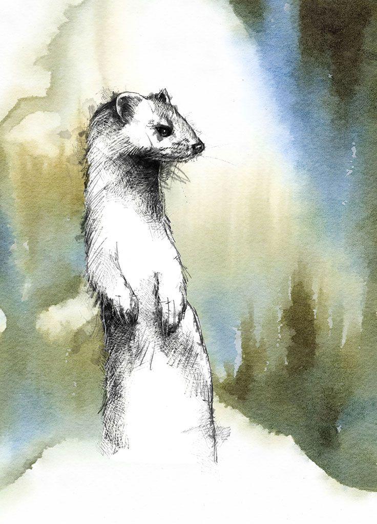 Ermine Sean Briggs